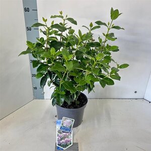 Viburnum tin. Lisarose 30-40 cm cont. 3,0L - afbeelding 5