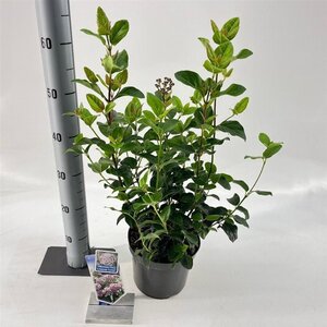 Viburnum tin. Lisarose 30-40 cm cont. 3,0L - afbeelding 6
