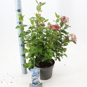 Viburnum tin. Lisarose 30-40 cm cont. 3,0L - afbeelding 7