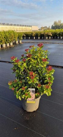 Viburnum tin. Lisarose 50-60 cm cont. 10L