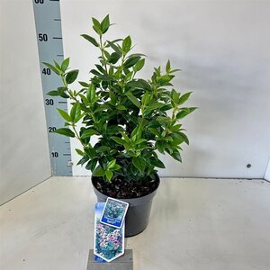 Viburnum tin. Spirit 30-35 cm cont. 3,0L