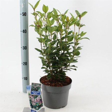 Viburnum tin. Spirit 30-35 cm cont. 3,0L - afbeelding 3