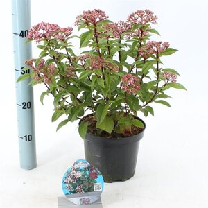 Viburnum tin. Spirit 30-35 cm cont. 3,0L - afbeelding 4