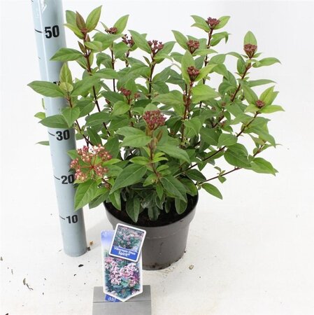 Viburnum tin. Spirit 30-35 cm cont. 3,0L - afbeelding 6