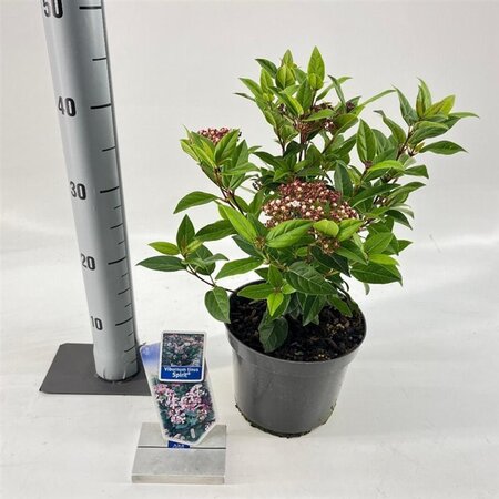 Viburnum tin. Spirit 30-35 cm cont. 3,0L - image 2