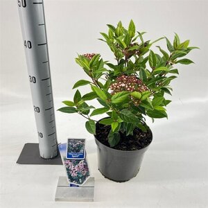 Viburnum tin. Spirit 30-35 cm cont. 3,0L - image 2