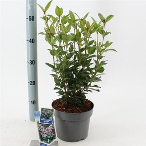 Viburnum tin. Spirit 30-35 cm cont. 3,0L - image 3