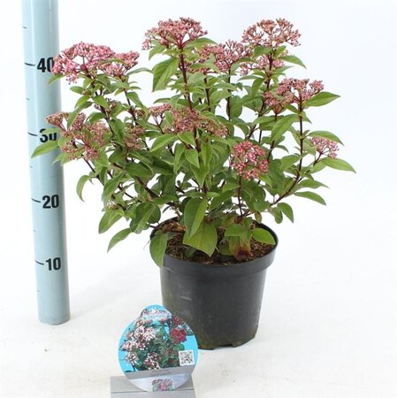 Viburnum tin. Spirit 30-35 cm cont. 3,0L - image 4