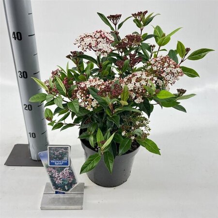 Viburnum tin. Spirit 30-35 cm cont. 3,0L - image 5