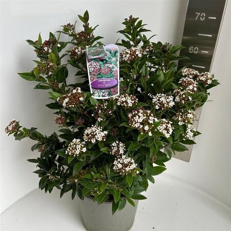 Viburnum tin. Spirit 50-60 cm cont. 10L - afbeelding 2