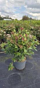 Viburnum tin. Spirit 50-60 cm cont. 10L