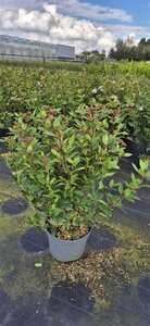 Viburnum tin. Spirit 60-80 cm cont. 10L