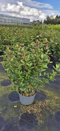 Viburnum tin. Spirit 60-80 cm cont. 10L