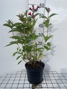 Weigela 'Bristol Ruby' 50-60 cm cont. 3,0L