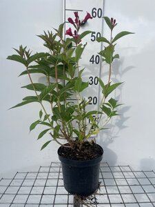 Weigela 'Bristol Ruby' 50-60 cm cont. 3,0L