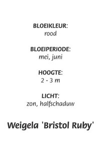 Weigela 'Bristol Ruby' geen maat specificatie cont. 3,0L