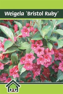 Weigela 'Bristol Ruby' geen maat specificatie cont. 3,0L - afbeelding 2