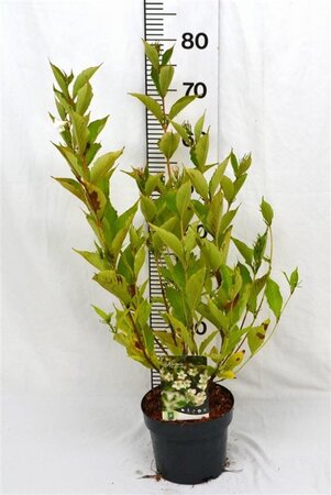 Weigela 'Bristol Snowflake' 40-50 cm cont. 3,0L - afbeelding 1