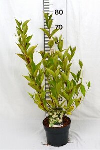 Weigela 'Bristol Snowflake' 40-50 cm cont. 3,0L