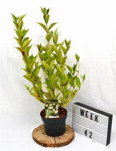 Weigela 'Bristol Snowflake' 40-50 cm cont. 3,0L - afbeelding 2