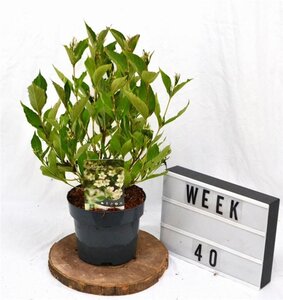 Weigela 'Bristol Snowflake' 40-50 cm cont. 3,0L - afbeelding 3