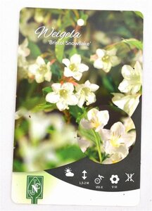 Weigela 'Bristol Snowflake' 40-50 cm cont. 3,0L - afbeelding 4