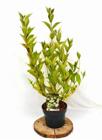 Weigela 'Bristol Snowflake' 40-50 cm cont. 3,0L - afbeelding 5