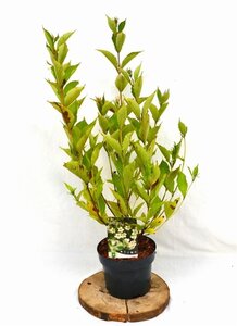 Weigela 'Bristol Snowflake' 40-50 cm cont. 3,0L - afbeelding 5