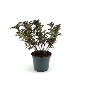 Weigela Black and White 30-40 cm cont. 3,0L