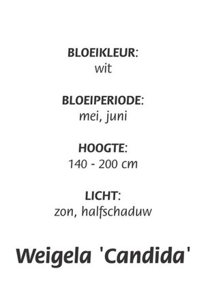 Weigela 'Candida' geen maat specificatie cont. 3,0L - afbeelding 1