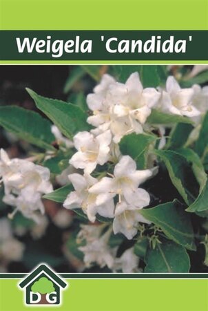 Weigela 'Candida' geen maat specificatie cont. 3,0L - afbeelding 2