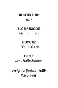 Weigela florida 'Foliis Purpureis' geen maat specificatie cont. 3,0L - afbeelding 2