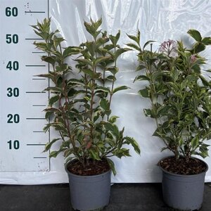 Weigela florida 'Variegata' 40-60 cm cont. 2,0L
