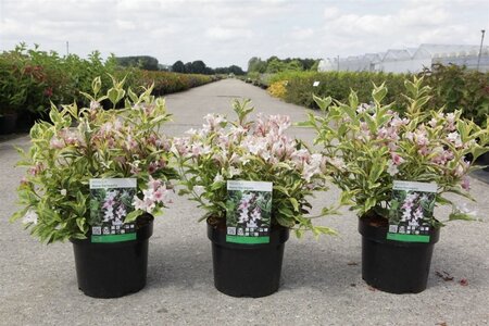 Weigela 'Nana Variegata' 40-50 cm cont. 3,0L