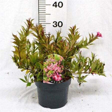 Weigela Picobella Rosa 25-30 cm cont. 3,0L - image 1