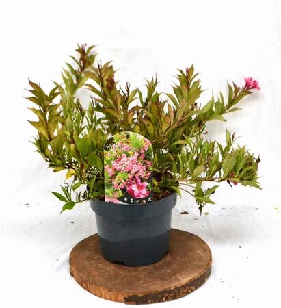 Weigela Picobella Rosa 25-30 cm cont. 3,0L - image 2