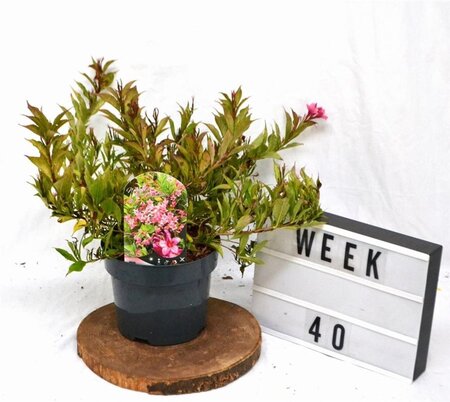 Weigela Picobella Rosa 25-30 cm cont. 3,0L - image 3