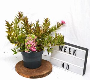 Weigela Picobella Rosa 25-30 cm cont. 3,0L - image 3