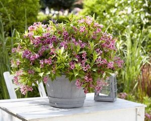 Weigela Picobella Rosa 25-30 cm cont. 3,0L - image 4