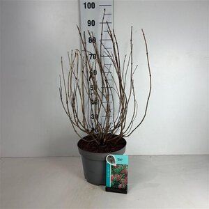 Weigela 'Red Prince' 60-80 cm cont. 10L