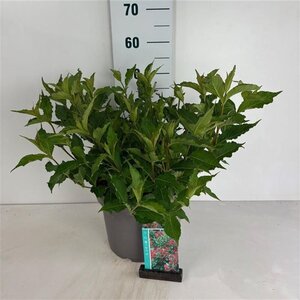 Weigela 'Red Prince' 60-80 cm cont. 10L