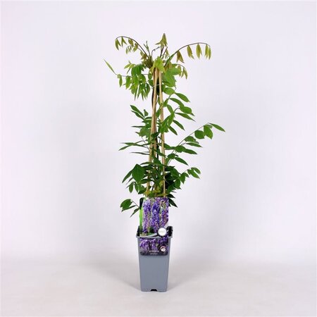 Wisteria sinensis 70 cm vierkant 2L - afbeelding 2