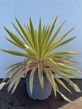 Yucca gloriosa 'Citrus Twist' 30-40 cm cont. 5,0L