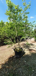 Zelkova serrata 250-300 cm container meerstammig - afbeelding 4