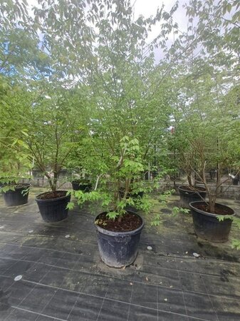 Zelkova serrata 250-300 cm container meerstammig - afbeelding 2