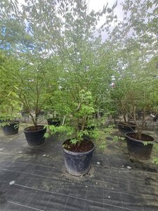 Zelkova serrata 250-300 cm container meerstammig - afbeelding 2