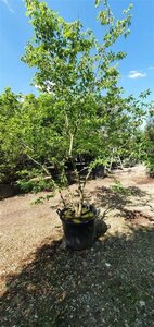 Zelkova serrata 250-300 cm container meerstammig - afbeelding 3