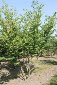 Zelkova serrata 250-300 cm draadkluit - afbeelding 6