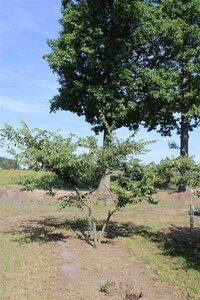 Zelkova serrata 250-300 cm draadkluit