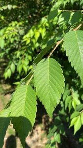 Zelkova serrata 250-300 cm draadkluit - afbeelding 5